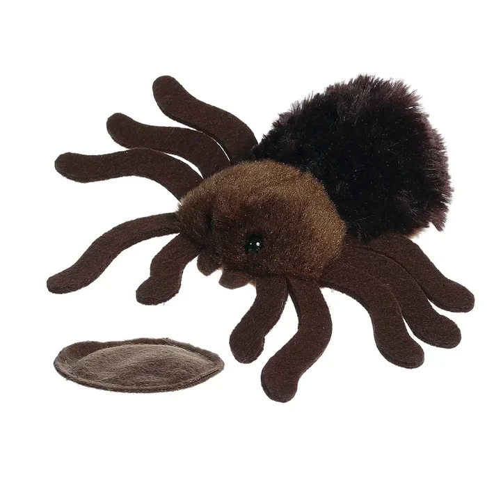 Aurora shoulderkins jumpin’ tarantula